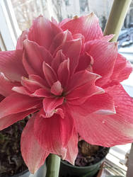 The flower of love for Maxie and yumui