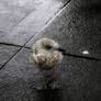 The Tiny Seagull