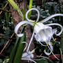 The flower of hope and courage