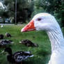 Hello human I more beautiful than those ducks!!