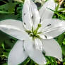 The Star Lilly happy birthday Georgina