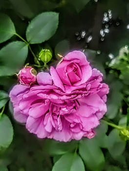 Roses in the rain the Melissa flower