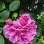 Roses in the rain the Melissa flower
