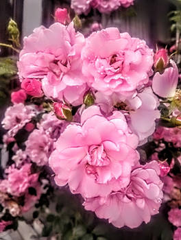 The Noel flowers