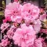 The Noel flowers