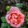 Flowers of hope the flower heart courage
