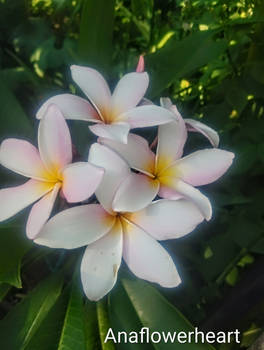 Nature glory summer heart