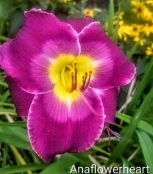 Majestic beauty nature gems