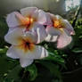 The light in the dark beautiful plumeria for paula