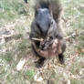 I am cute human feed me my little animal friend