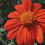 Fall glory the flowers of autumn