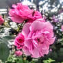 Flowers of love for victor