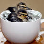 Ducks in the Cup