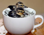 Ducks in the Cup