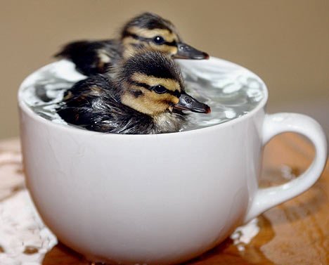 Ducks in the Cup