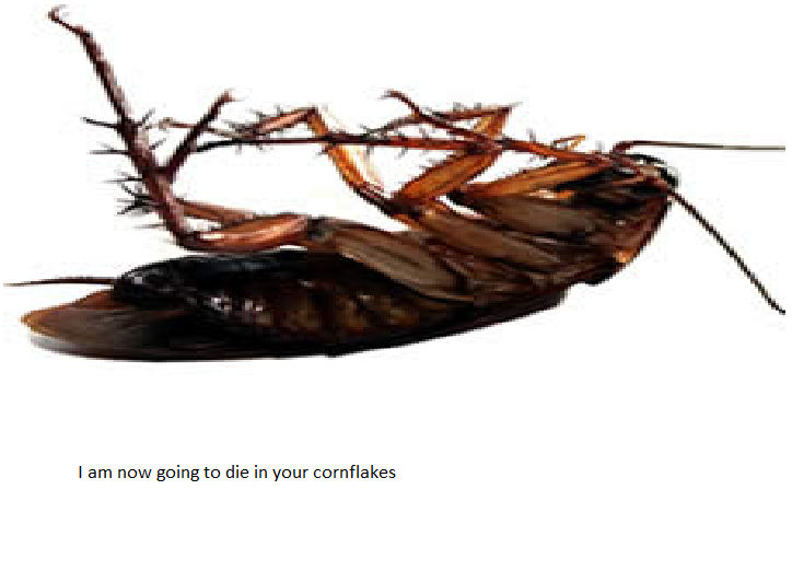 The angry Cockroach by duckyofawesome on DeviantArt