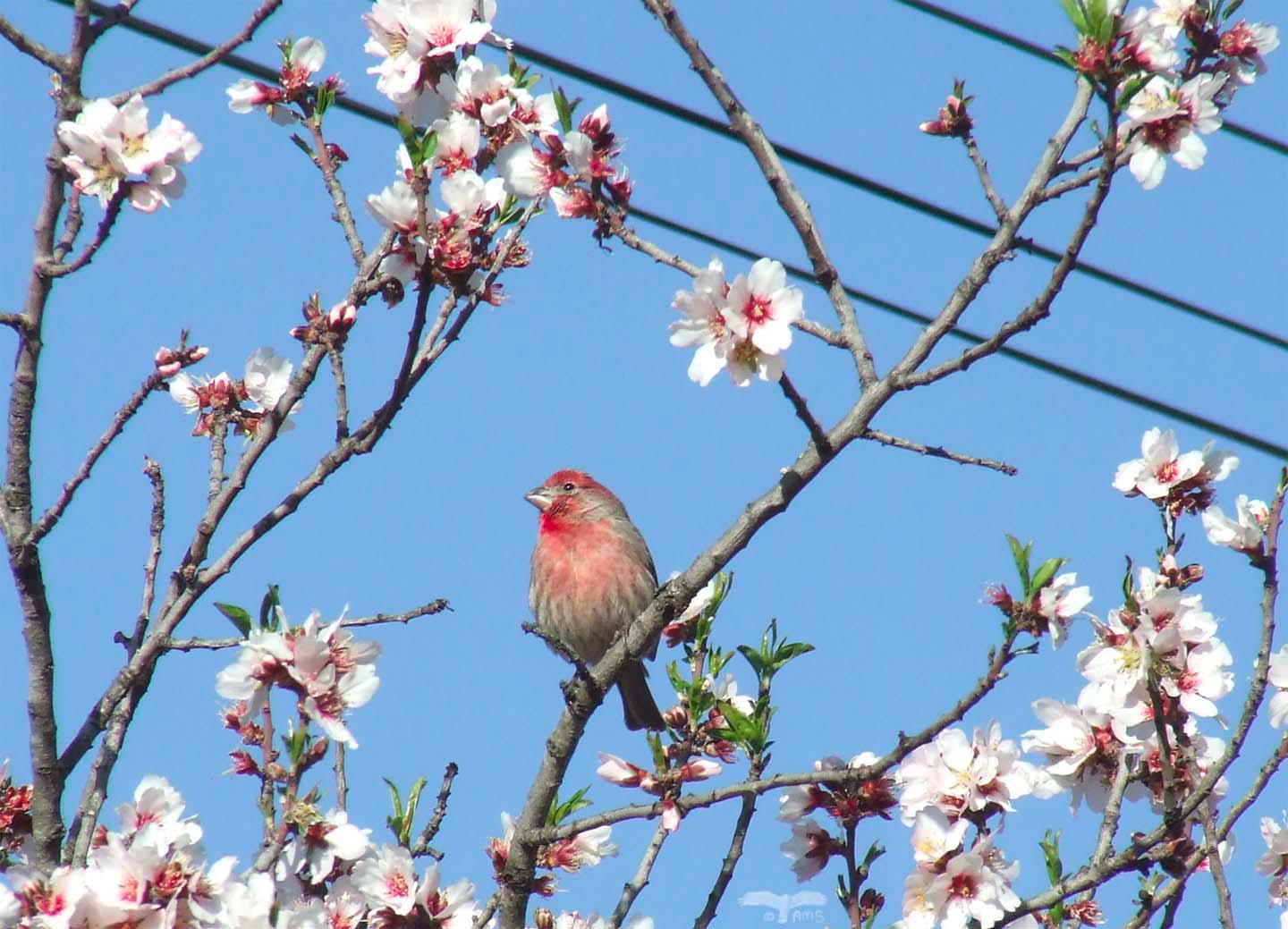 Spring Finch