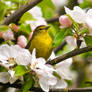 Warbler and Apple Blossoms