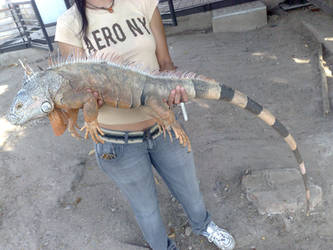 iguana - moriatt