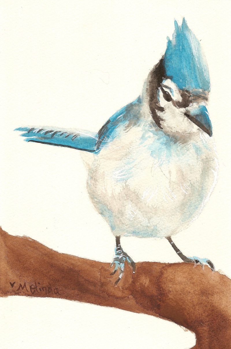 Winter Bird- Blue Jay