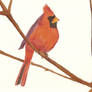 Winter Bird- Red Robin