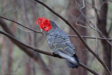 Male Gang-gang Cockatoo