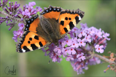 Aglais urticae