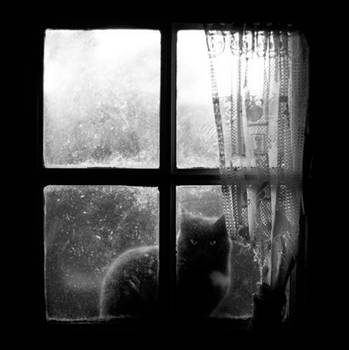 Cat at the window by Seb-z