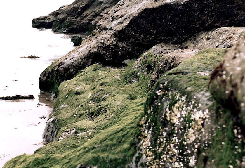 rocks at the beach