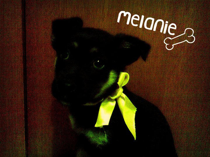 Melanie -Roughly 8wks old-