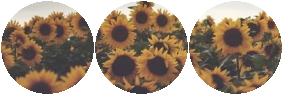 sunflowers divider