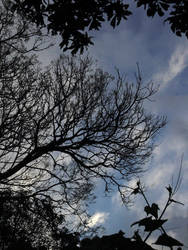 framed branches