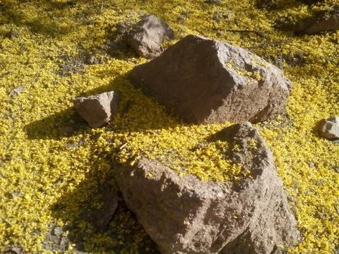 Azillian Pebbles Arizonian Petal Rock by KunaiGuy on DeviantArt