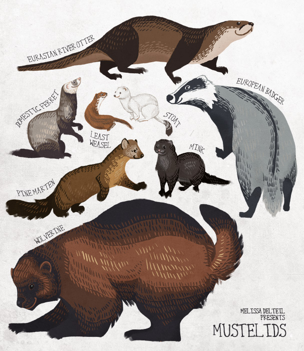 Mustelids By Sylfaenn On DeviantArt