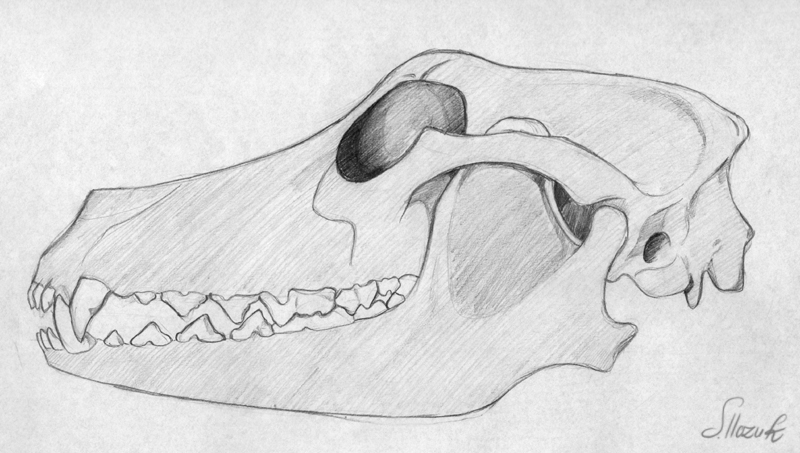dog's skull by Veyf on DeviantArt