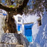 Chefchaouen:The Olive Tree