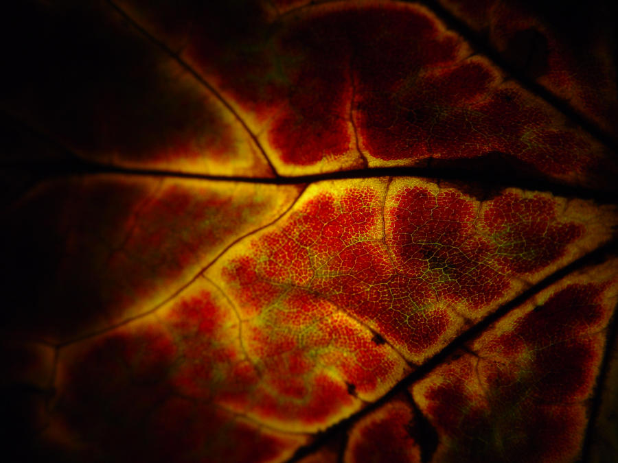 Leaf Veins