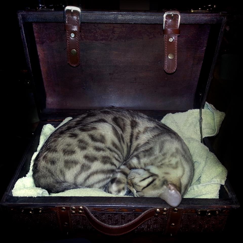 Cat in a Suitcase .