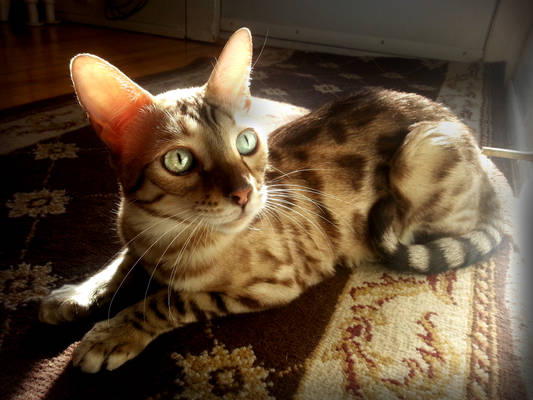 My Bengal Cat : Spock