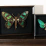 Framed Steampunk insect sculptures