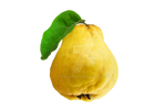 Quince fruit on a transparent background.