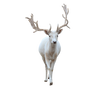White reindeer.