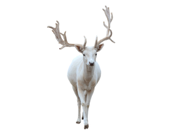 White reindeer.