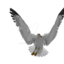 Sea gull in flight. PNG