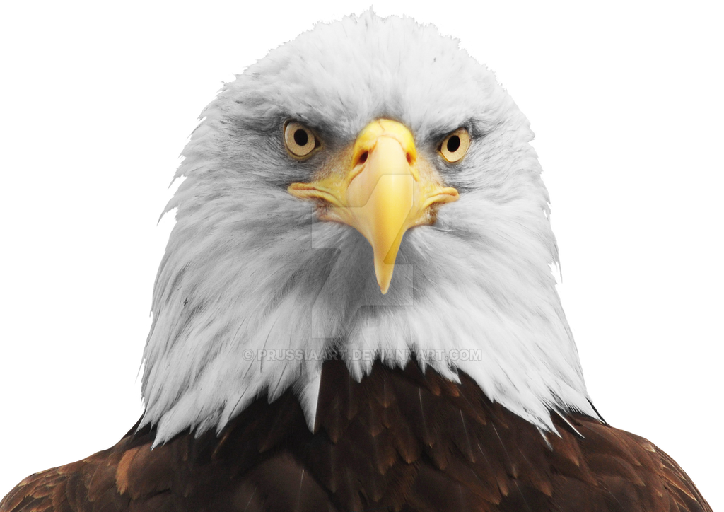 The head of an eagle on a transparent background. by PRUSSIAART on