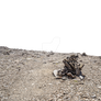 Unmanned field with stones, transparent background