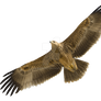 Flying eagle on a transparent background.