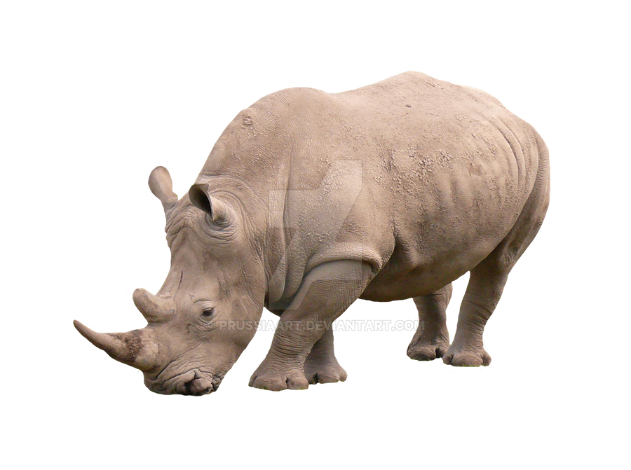 African rhino on a transparent background. by PRUSSIAART on DeviantArt African rhino on a transparent background. by PRUSSIAART on DeviantArt