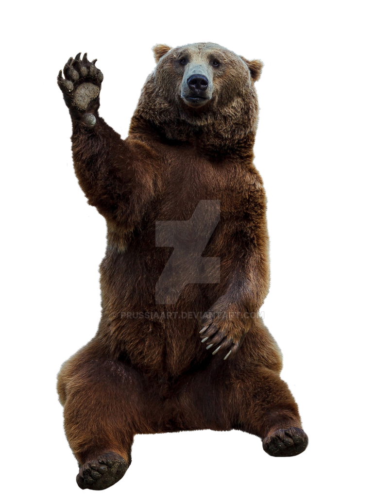 Brown bear on a transparent background. by PRUSSIAART on DeviantArt
