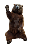 Brown bear on a transparent background.